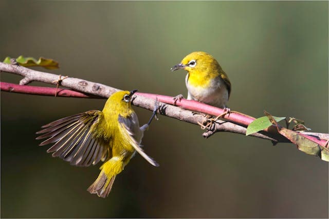 Medicina de Animales Exóticos