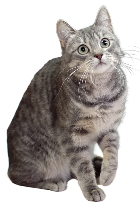 A European Shorthair cat